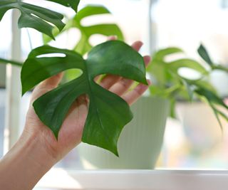 A hand holding a monstera leaf