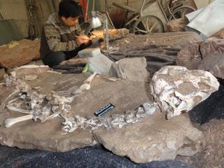 A conservator works alongside the Tongtianlong limosus skeleton.