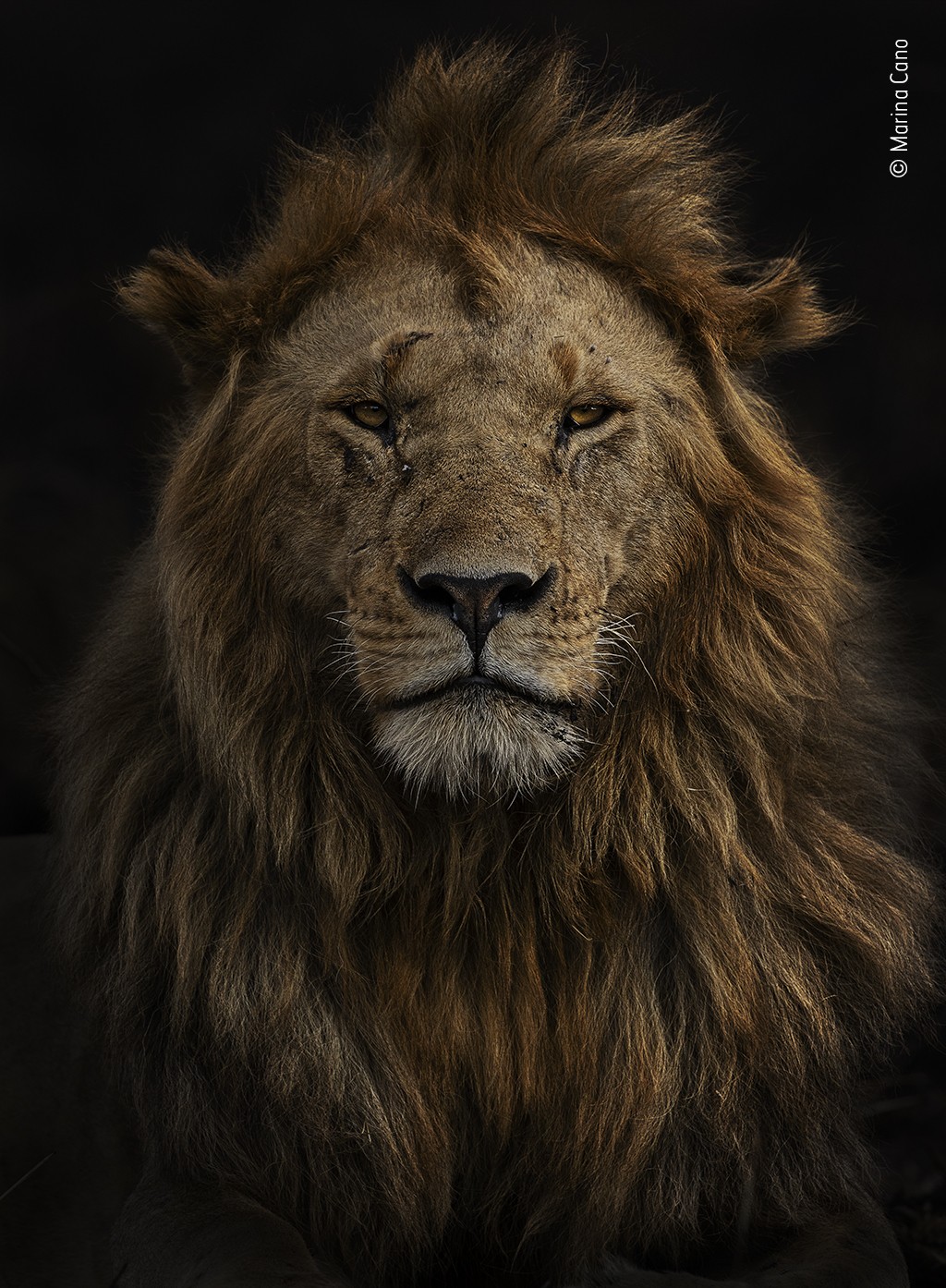 A portrait of Olobor, a male lion from Kenya.