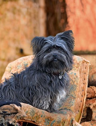 Britain’s naughtiest dog