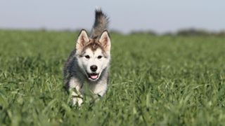 Young Alaskan malamute in a field