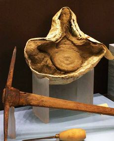 "Whales: From Bone to Book" exhibit