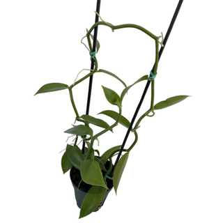 Green Vanilla Bean Orchid Plant - 4.5