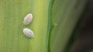 Two Mealybugs up close on a leaf