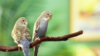 Two birds perching on branch