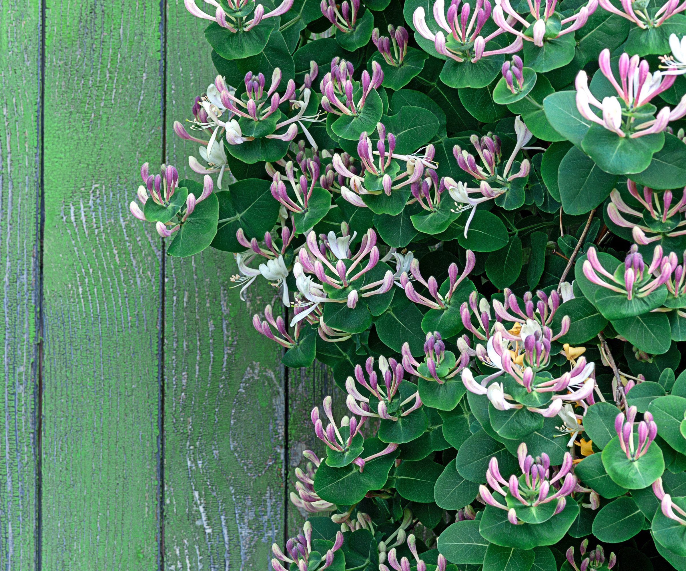 clematis with white and pink flowers against a green wooden fence
