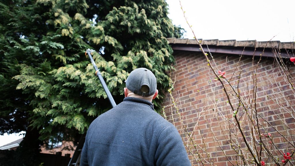 using tools to trim tree branches 