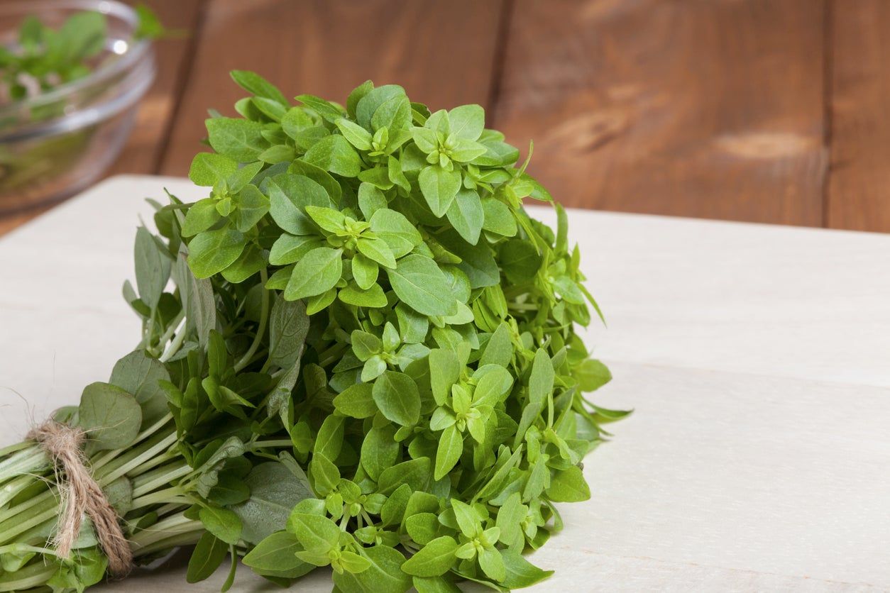 Bundle Of Greek Basil