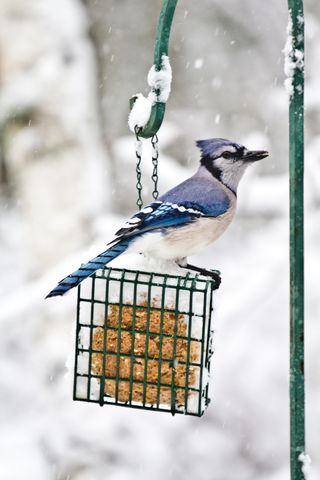 Blue jay on feeder in falling snow