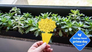 Gnats on sticky trap