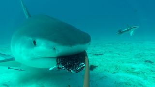 A shark bites the underwater video camera.