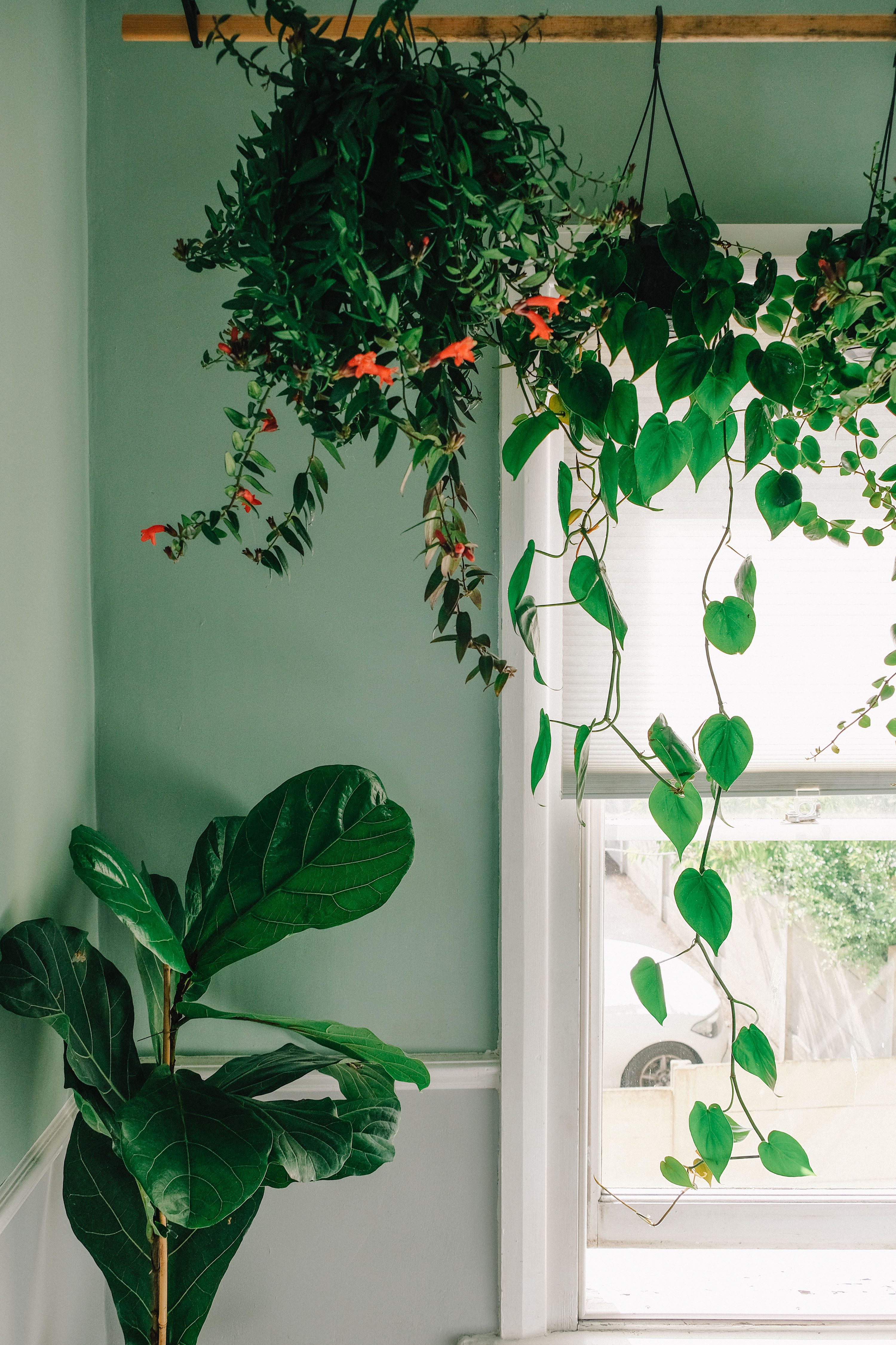 indoor garden ideas: botanica studio hanging plants by window