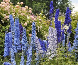 Delphinium blooms in a mixture of blue shades
