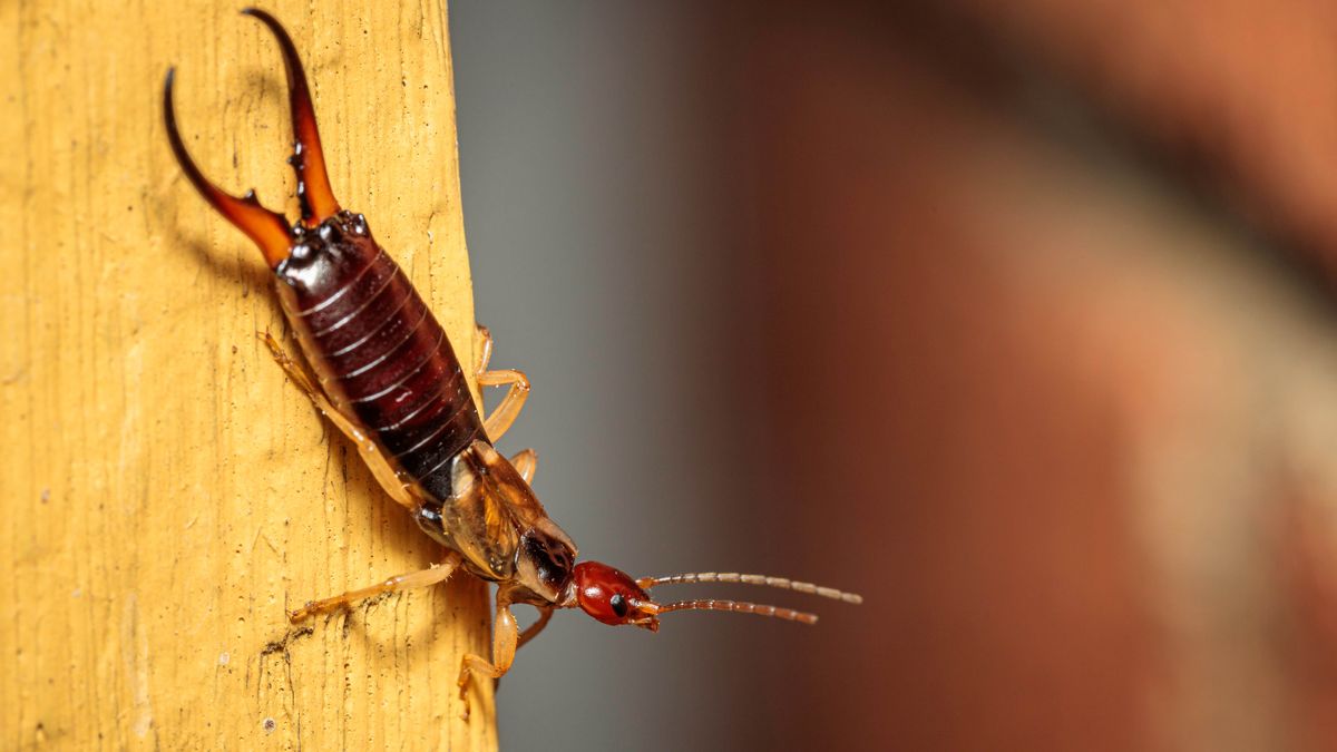 7 quick ways to get rid of earwigs and keep them at bay Tom's Guide