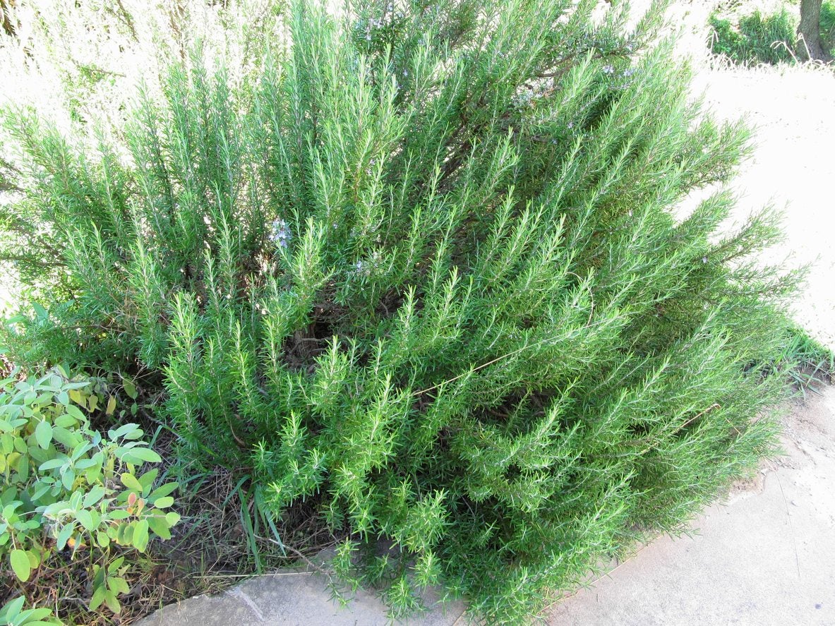 Cold Hardy Rosemary: Rosemary Varieties For Zone 5 Gardens | Gardening Know  How