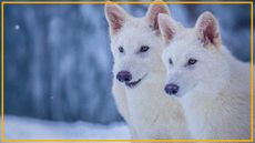 two white wolves on a snowy background