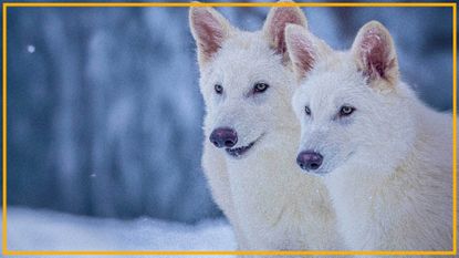 two white wolves on a snowy background