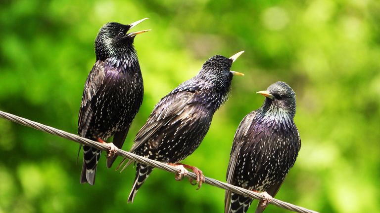 Attracting songbirds to your garden: starlings