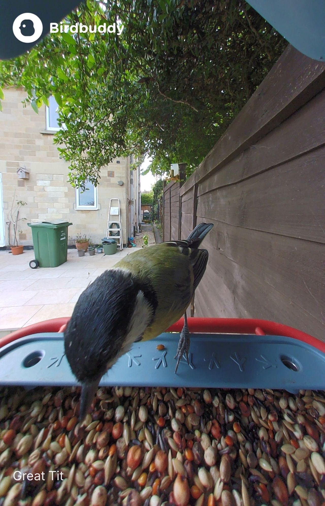 A bird perched on the Bird Buddy 2 feeder