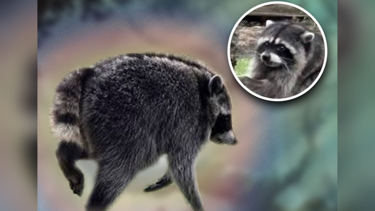Viral Raccoon Jimothy Gets an Official Dungeons & Dragons Stat Block
