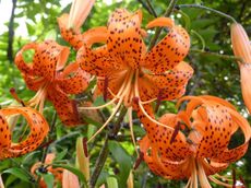 Orange Tiger Lily Flowers With Dark Spots