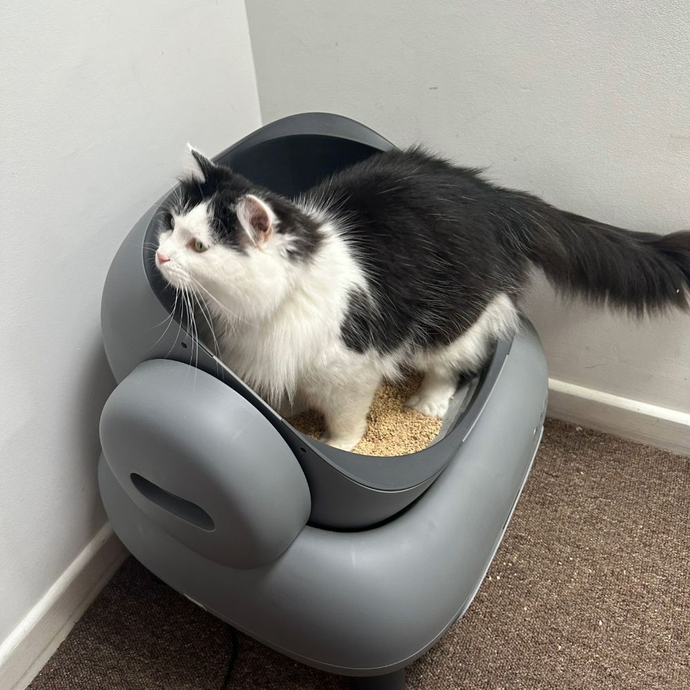 Henry's cat using the Neakasa M1 Open-Top Self Cleaning Cat Litter Box, one of the best automatic cat litter boxes