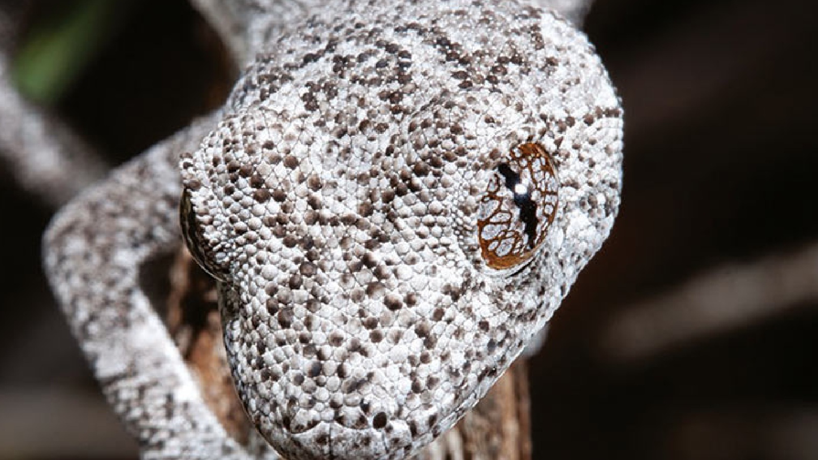 A close-up of the geckos hea showing its white and gray pattern