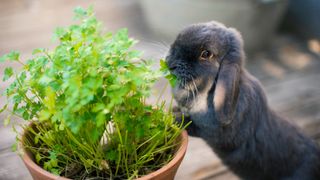 Rabbit eating herbs