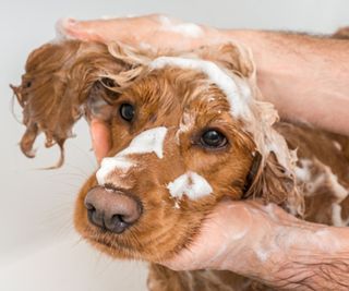 a spaniel being washed with soap