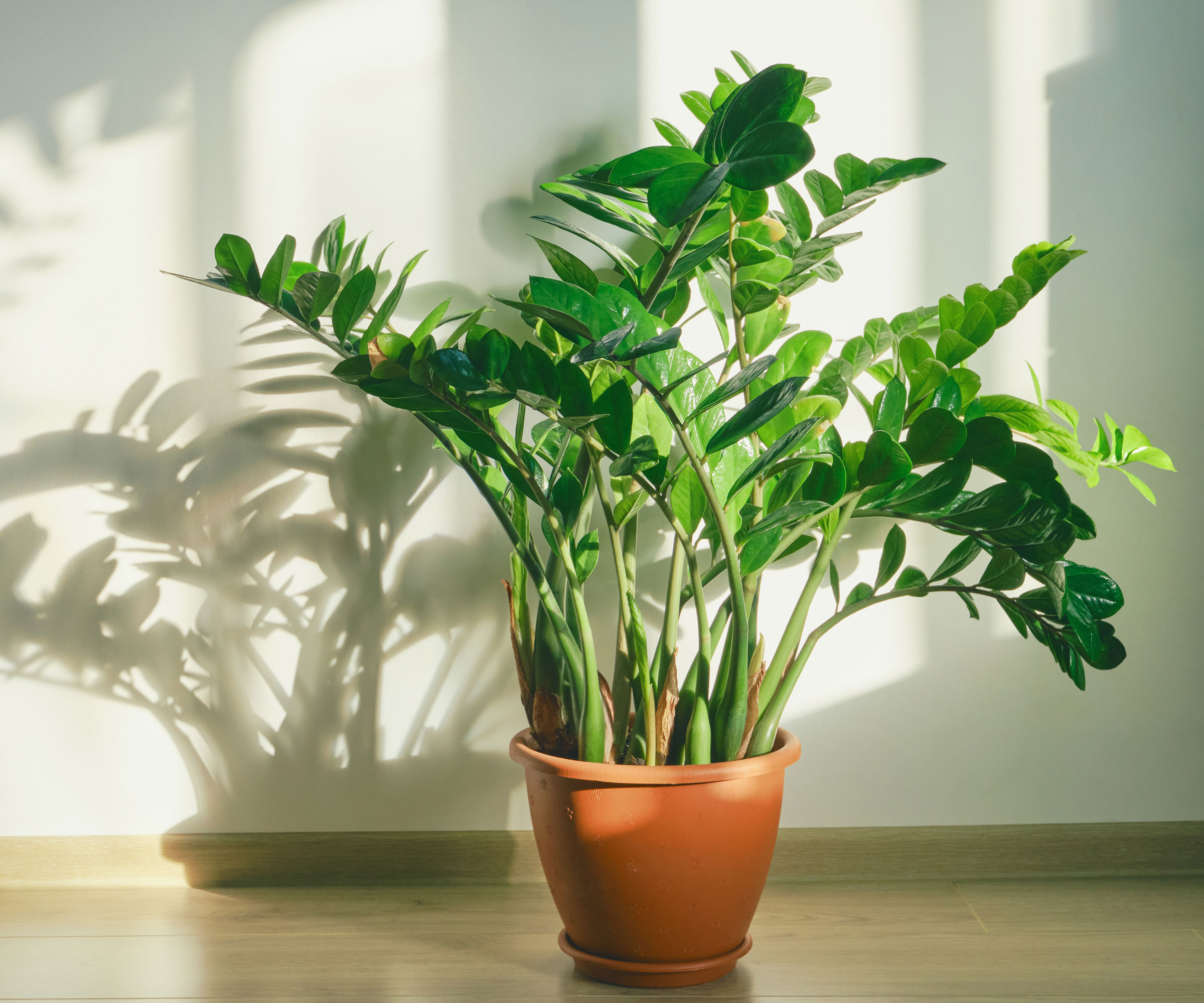 zz plant in white room sitting on wooden floor with shadows cast on wall