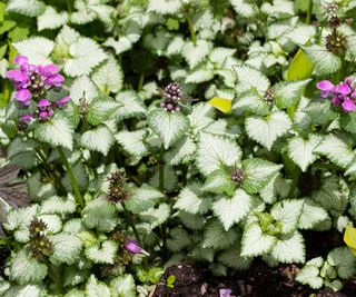 green/silver foliage and purple flowers of Lamium maculatum