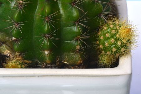 Barrel Cactus With Sprouting Baby Cactus