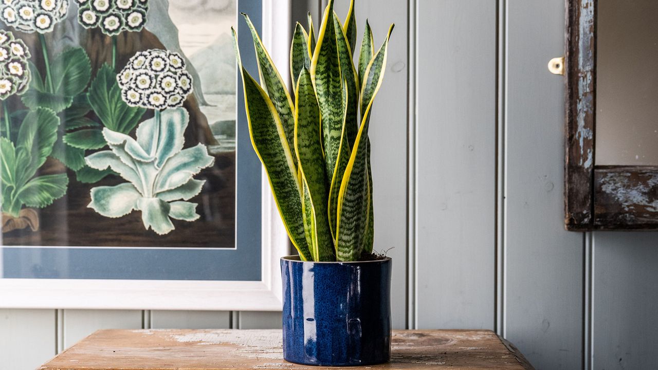 snake plant in glossy blue ceramic pot on rustic wooden table in room with panelled walls