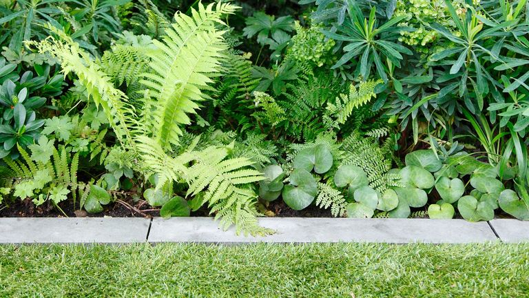 garden edging ideas: stone edging with ferns