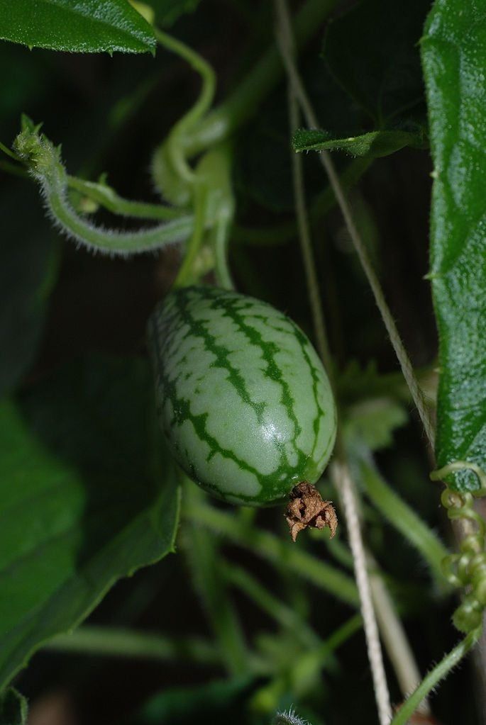 Small Green Cucamelon