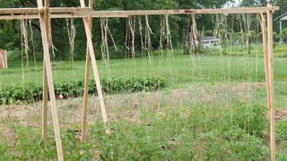 Tomato plants supported with string trellis