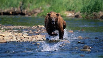 A bear runs through water like it's being chased.