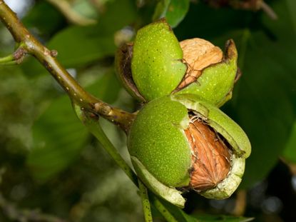 Walnuts With Fusarium Canker Disease