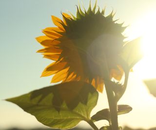 Sunflower in sun