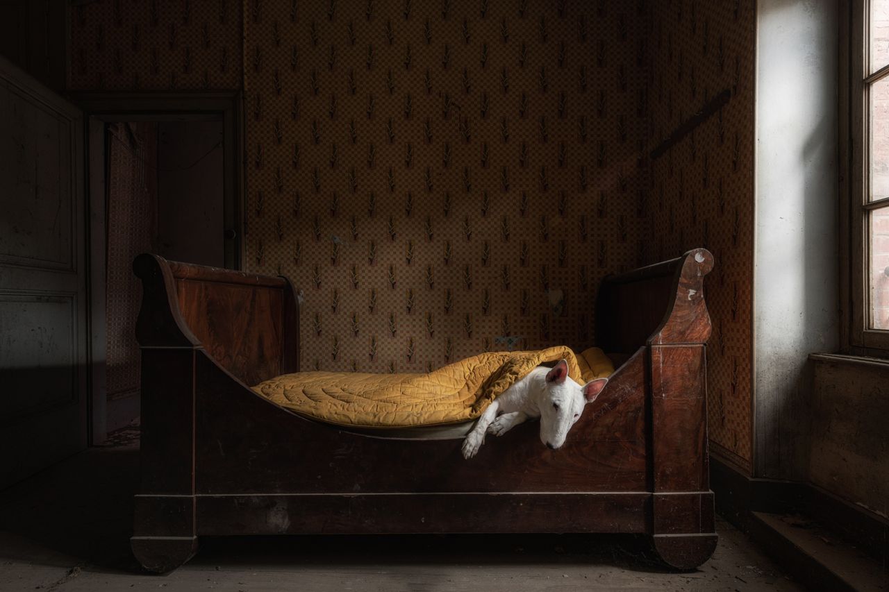 English Bull Terrier sleeping under a yellow blanket in a wooden sleigh bed