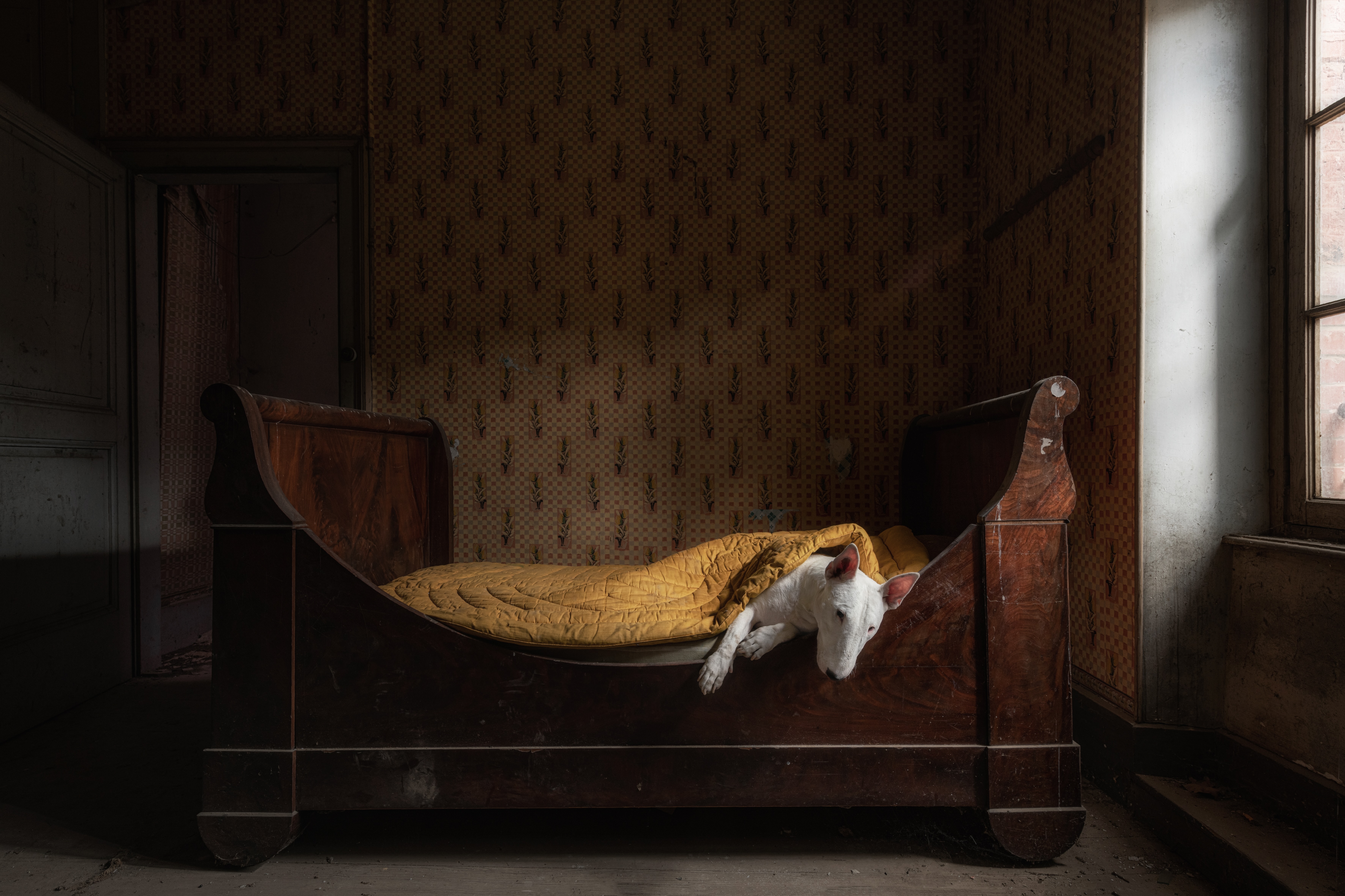English Bull Terrier sleeping under a yellow blanket in a wooden sleigh bed