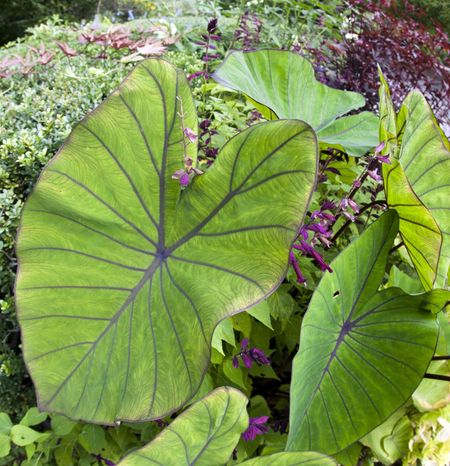 elephant ear type