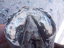 Hoof.jpg