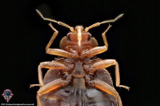 A close-up of a bedbug's underside.
