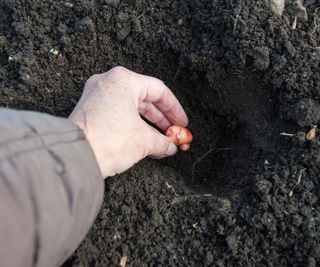 Planting an oca tuber in the ground