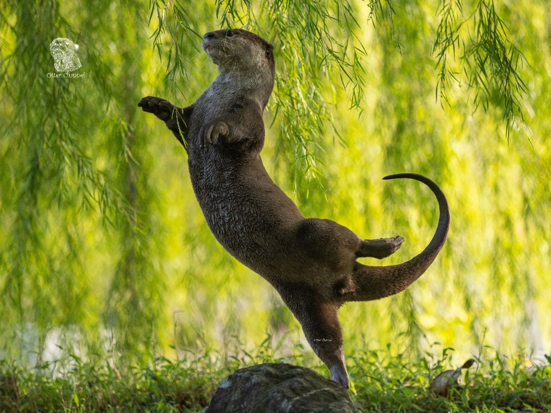 Comedy Wildlife Photography