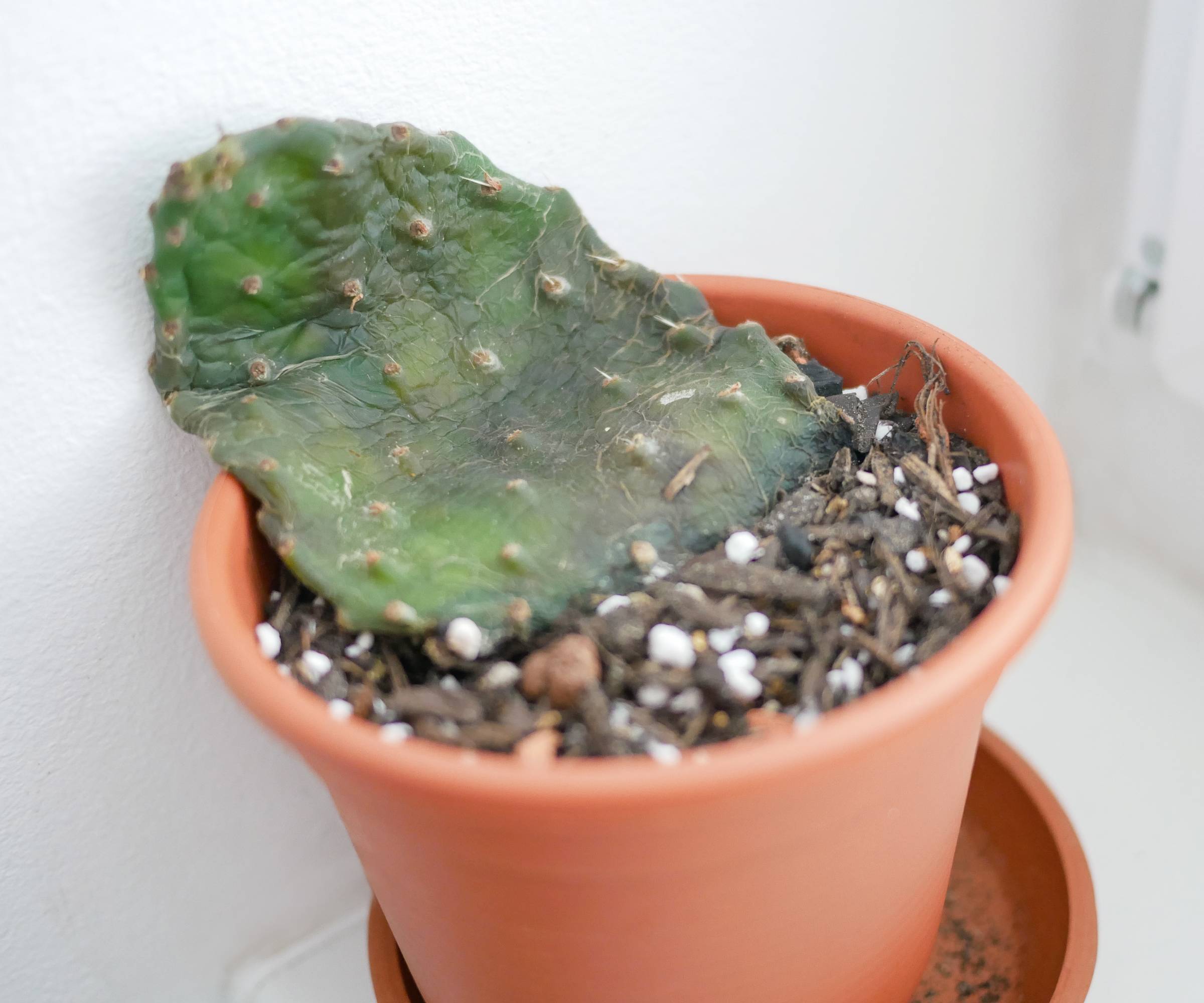A wilted, dying opuntia cactus in a pot