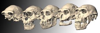 The five Dmanisi skulls
