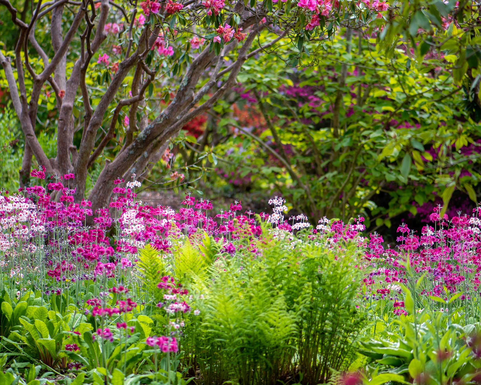 Low maintenance garden border ideas: 10 designs for easy-care ...