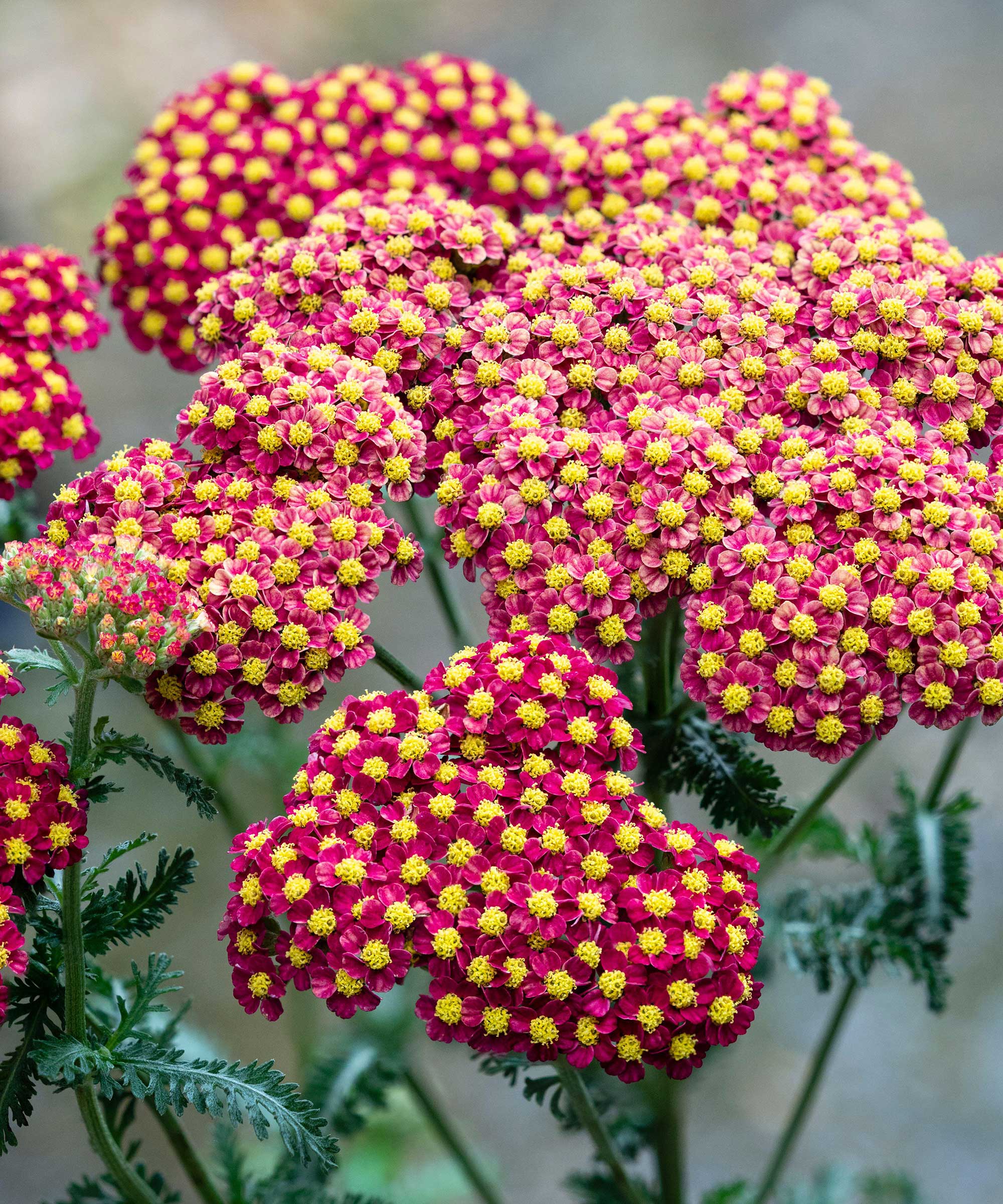 red yarrow flowers